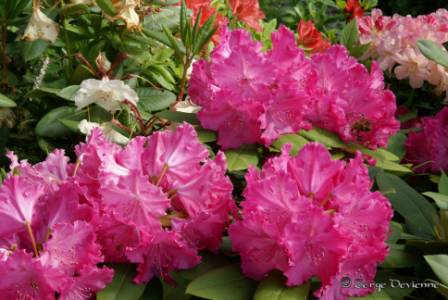 yflrh_DSC05730.JPG - Rhododendrons